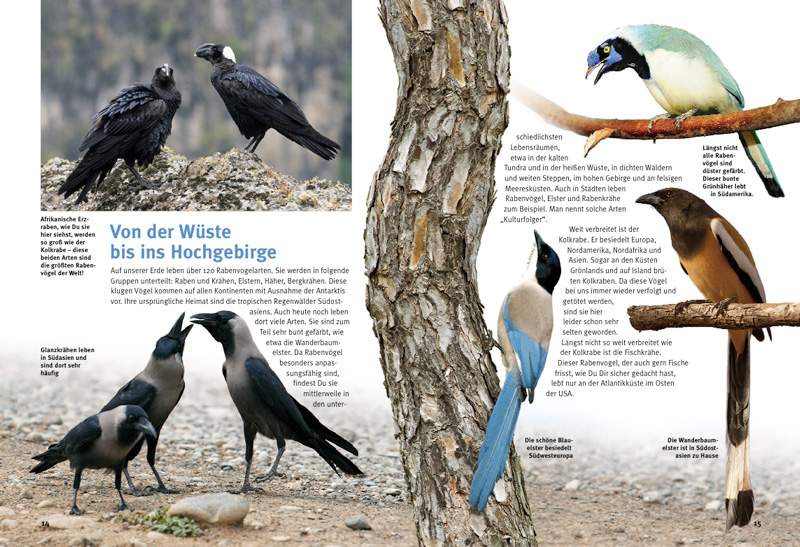 Preview: Entdecke die Rabenvögel